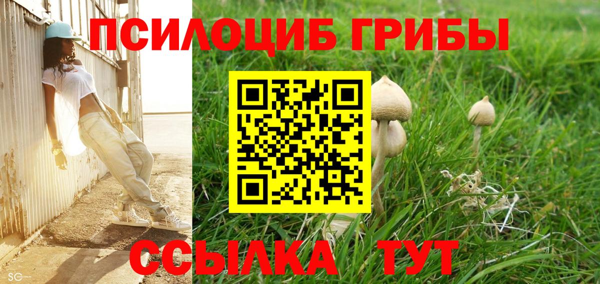 Сосновый Бор  Псилоцибиновые грибы Psilocybine cubensis  Вход с VPN 